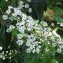 Prunus lusitanica 'Angustifolia'